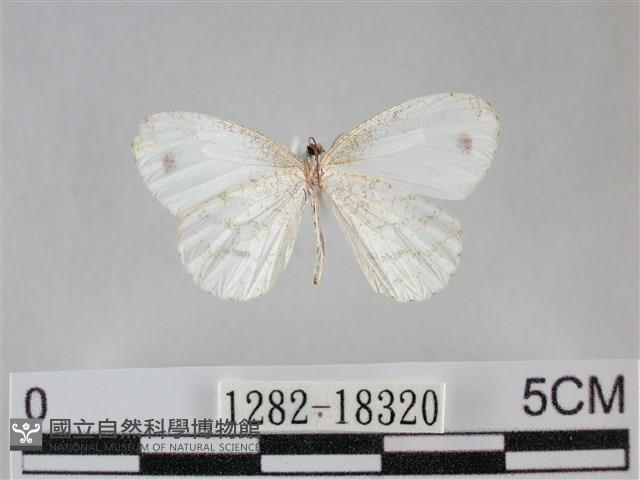 纖粉蝶、黑點粉蝶藏品圖，第2張