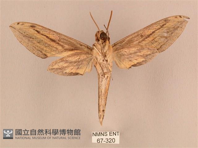 棕綠背線天蛾藏品圖，第2張