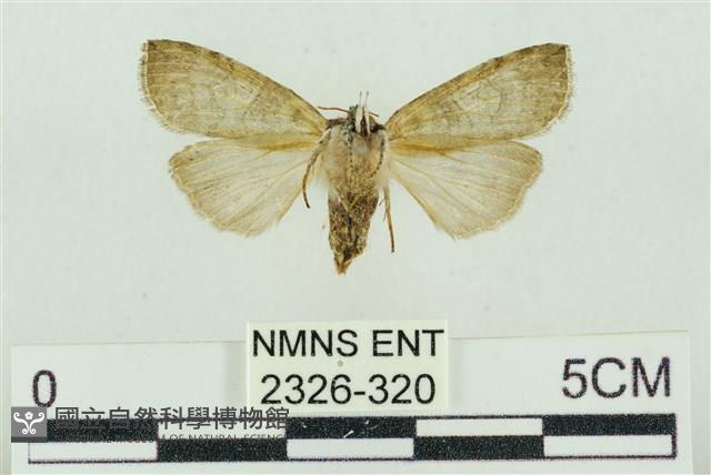 帶波紋蛾藏品圖，第2張