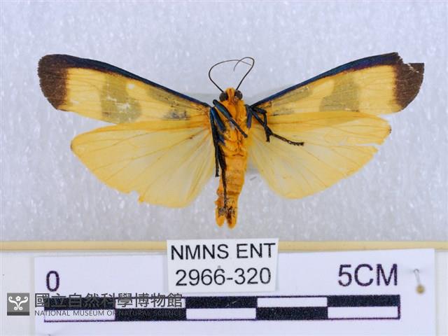 閃光苔蛾藏品圖，第2張