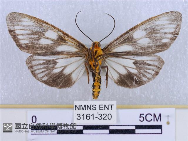 巨網燈蛾藏品圖，第2張