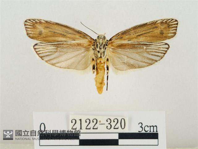 線紋篩蛾藏品圖，第2張