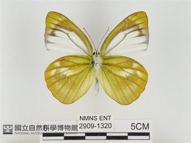 淡褐脈粉蝶藏品圖，第2張