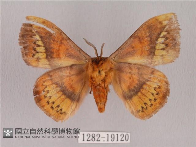 埔里帶蛾藏品圖，第2張