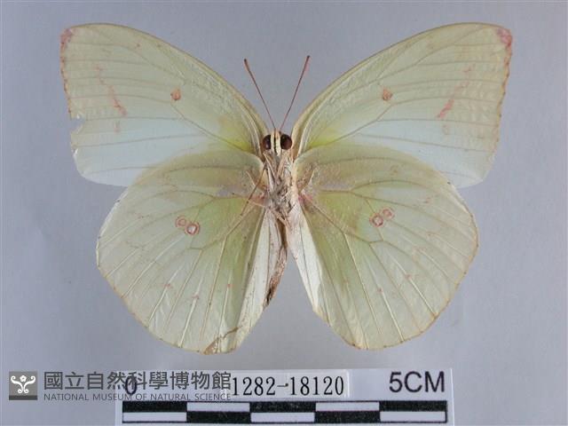 遷粉蝶、淡黃蝶藏品圖，第2張