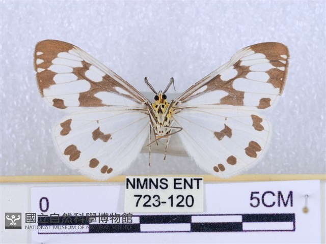 粉蝶燈蛾藏品圖，第2張