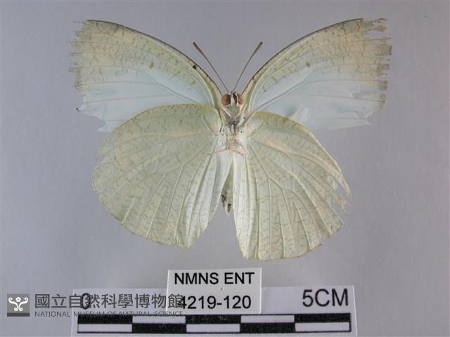 細波遷粉蝶藏品圖，第2張