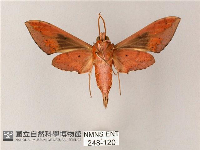 雙斑白肩天蛾藏品圖，第2張