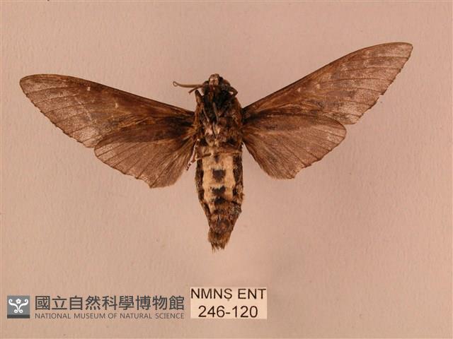 白星天蛾藏品圖，第2張