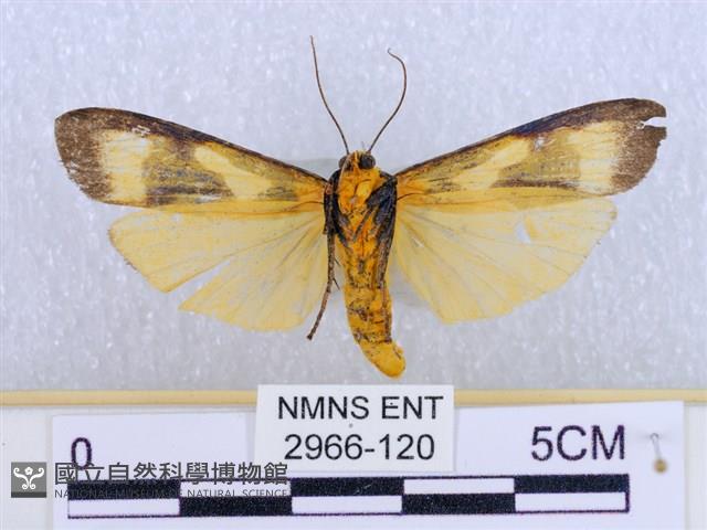 閃光苔蛾藏品圖，第2張