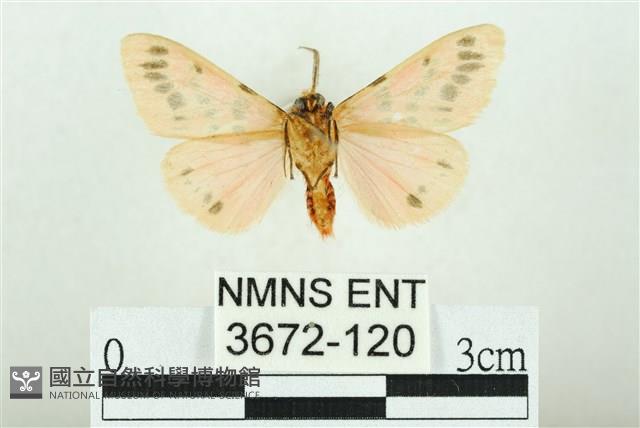 三條橙燈蛾藏品圖，第2張