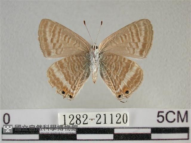 豆波灰蝶藏品圖，第2張