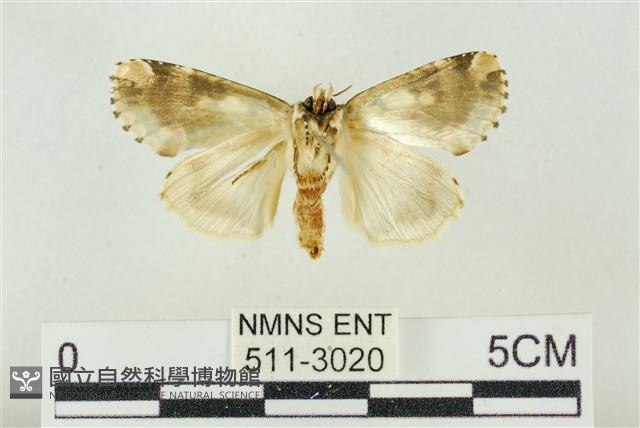 連珠波紋蛾藏品圖，第2張