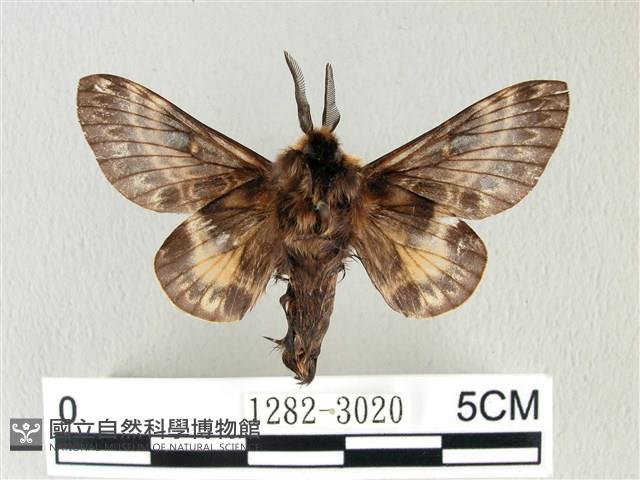 彌新冥枯葉蛾藏品圖，第2張