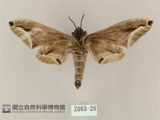 白點天蛾 藏品圖，第2張