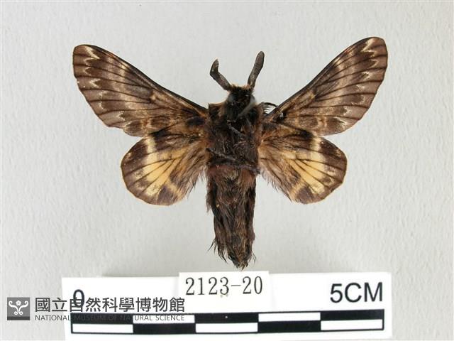 彌新冥枯葉蛾藏品圖，第2張