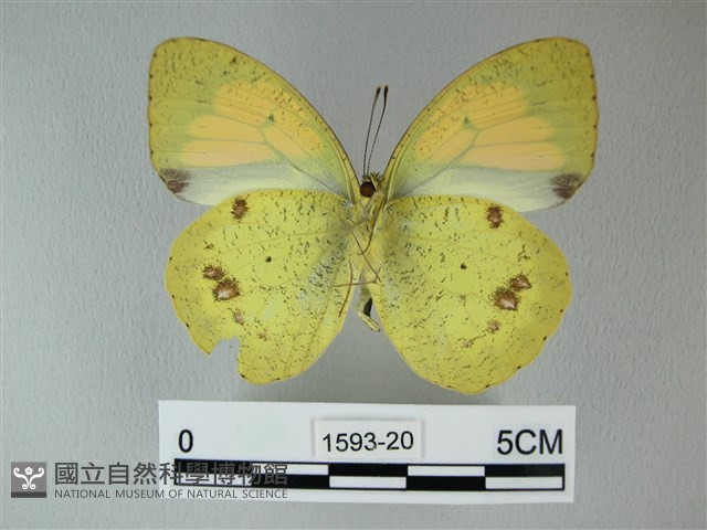 異粉蝶、雌白黃蝶藏品圖，第2張