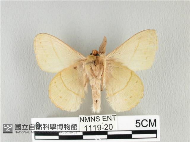 青枯葉蛾藏品圖，第2張