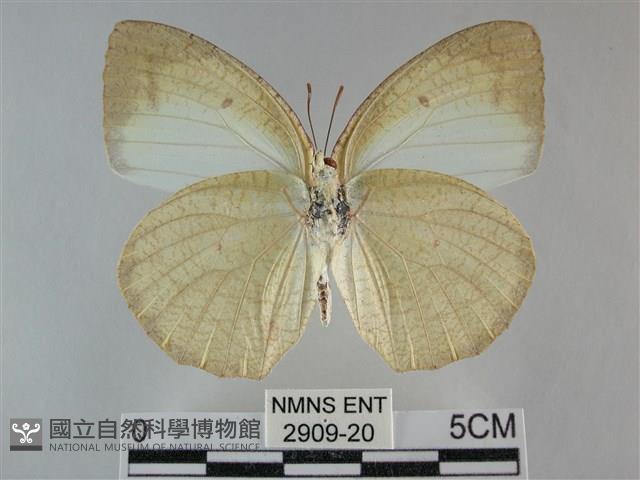 細波遷粉蝶藏品圖，第2張