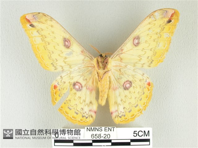 黃豹天蠶蛾藏品圖，第2張