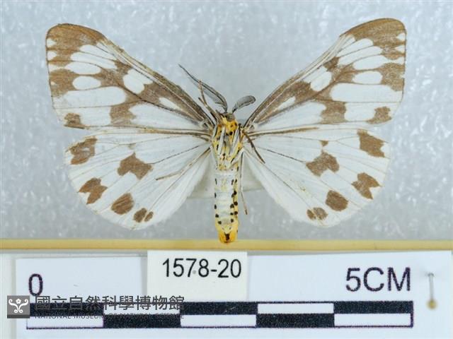 粉蝶燈蛾藏品圖，第2張