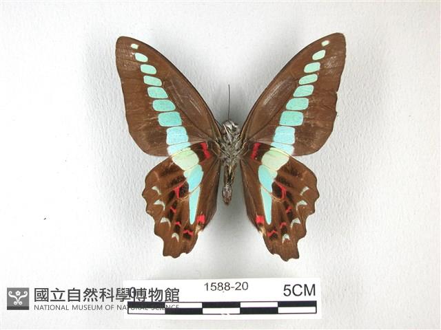 青帶鳳蝶藏品圖，第2張