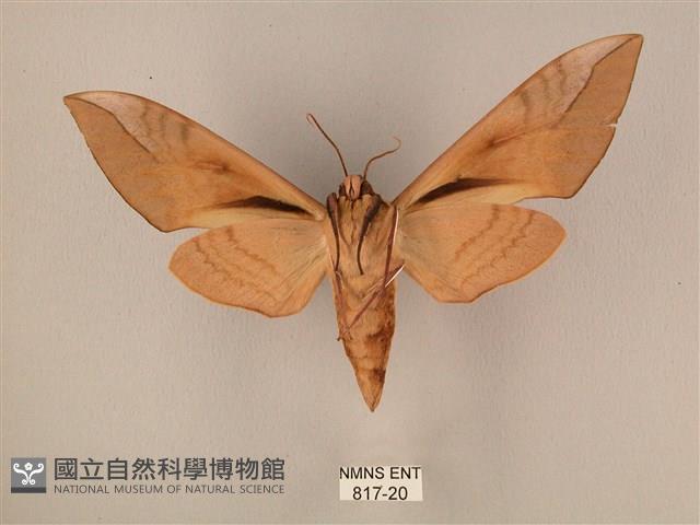 波紋豆天蛾藏品圖，第2張