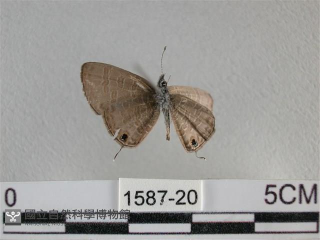 波灰蝶藏品圖，第2張