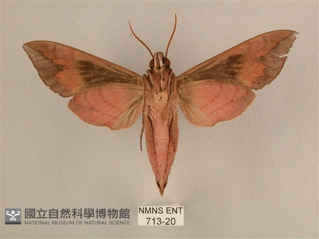 背中白天蛾藏品圖，第2張