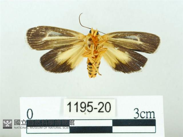 黃肩奇蛾藏品圖，第2張