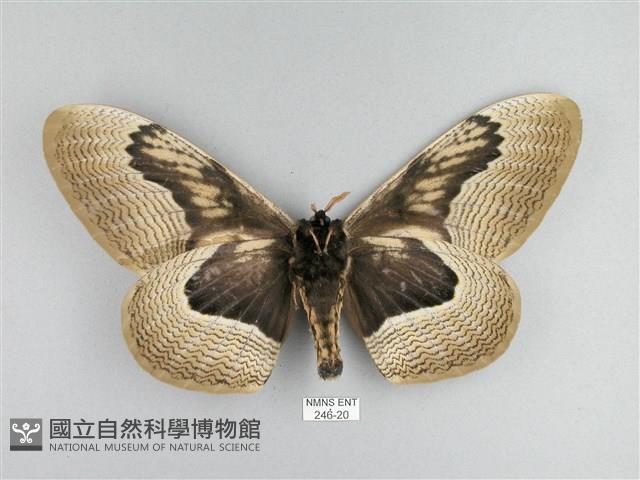 枯球籮紋蛾藏品圖，第2張