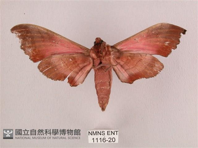 桃紅六點天蛾藏品圖，第2張