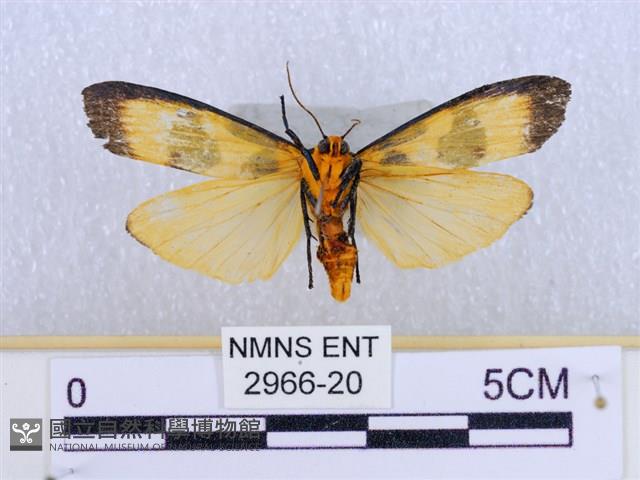 閃光苔蛾藏品圖，第2張