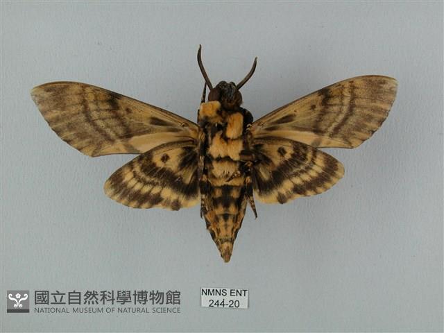 鬼臉天蛾藏品圖，第2張