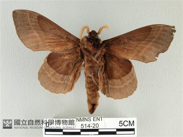 松大毛蟲藏品圖，第2張