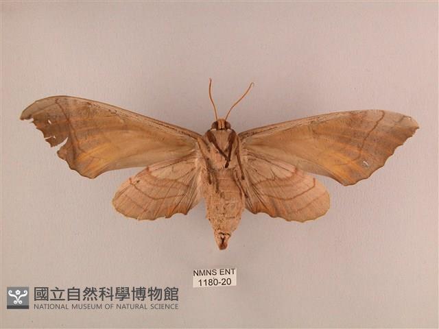 栗六點天蛾藏品圖，第2張