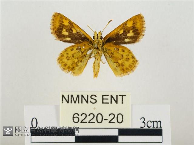 小黃星弄蝶藏品圖，第2張