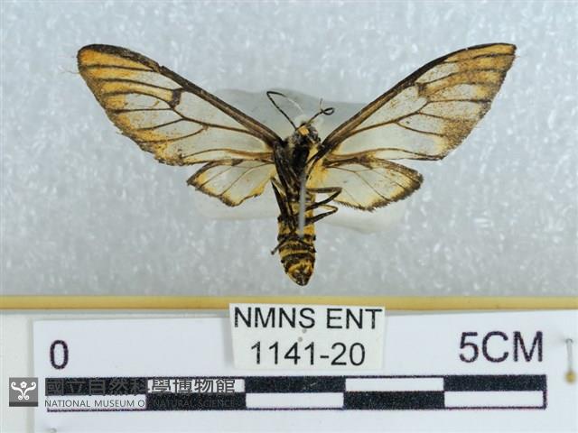 登錄號:001141-00020藏品圖，第2張