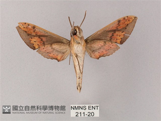 臺灣白肩天蛾藏品圖，第2張