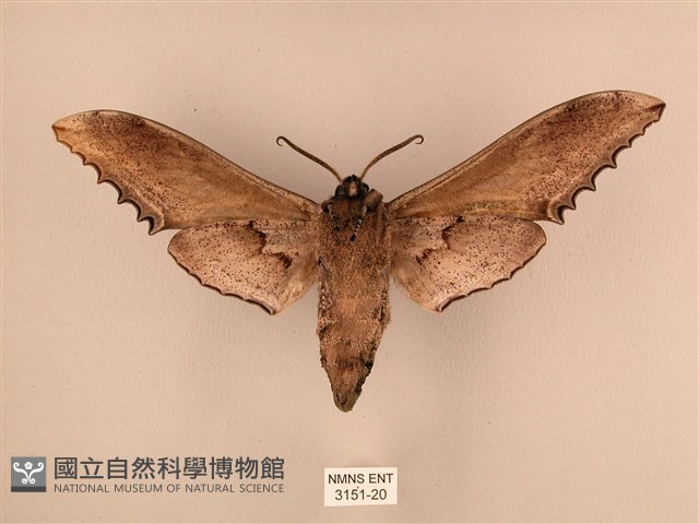 臺灣鋸翅天蛾藏品圖，第2張