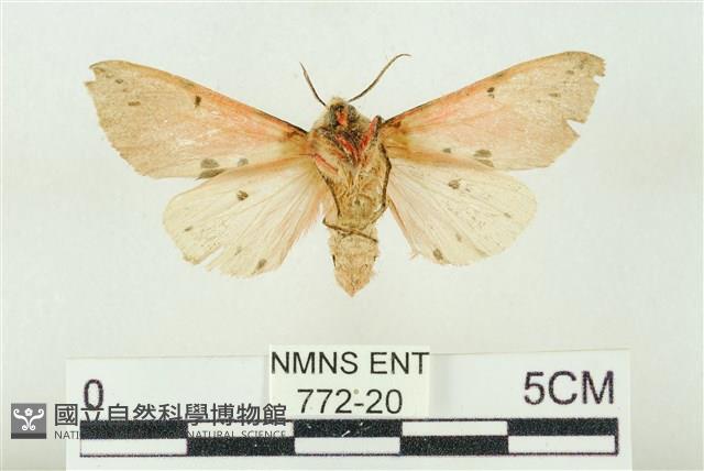 棍棒污燈蛾藏品圖，第2張