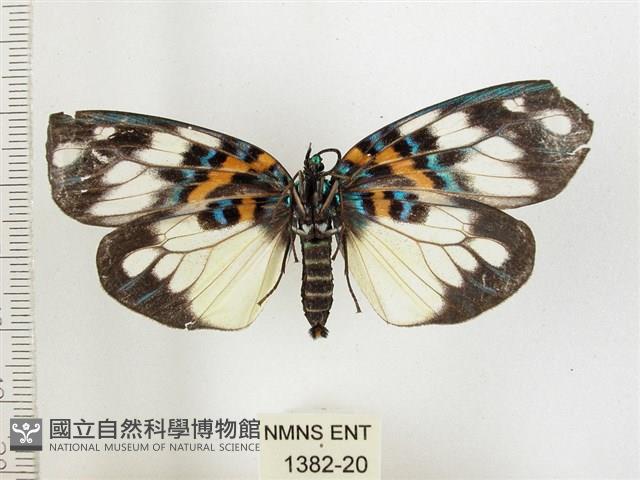 山龍眼螢斑蛾、雙星螢班蛾藏品圖，第2張