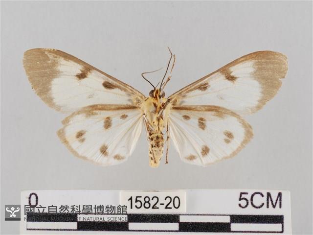 長斑擬燈蛾藏品圖，第2張