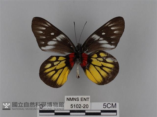 豔粉蝶藏品圖，第2張