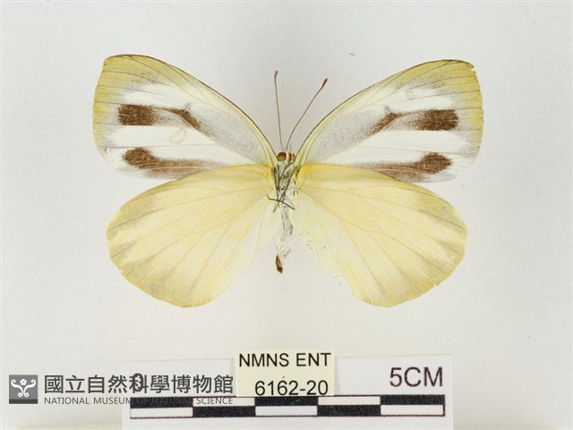 飛龍白粉蝶藏品圖，第2張