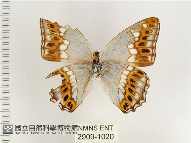 普氏白蛺蝶藏品圖，第2張