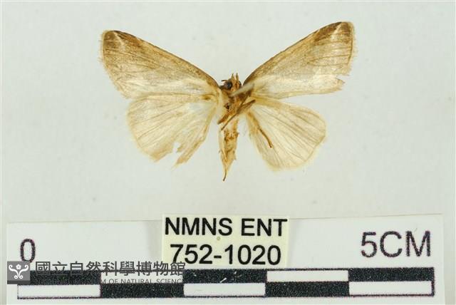 素木氏美波紋蛾藏品圖，第2張