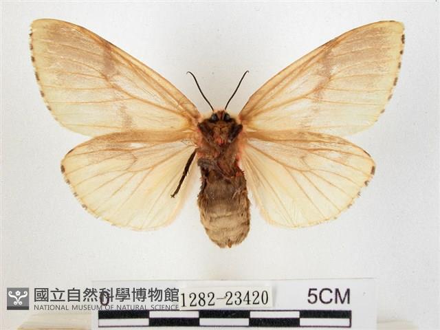 木毒蛾藏品圖，第2張