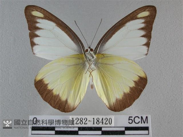 異色尖粉蝶藏品圖，第2張