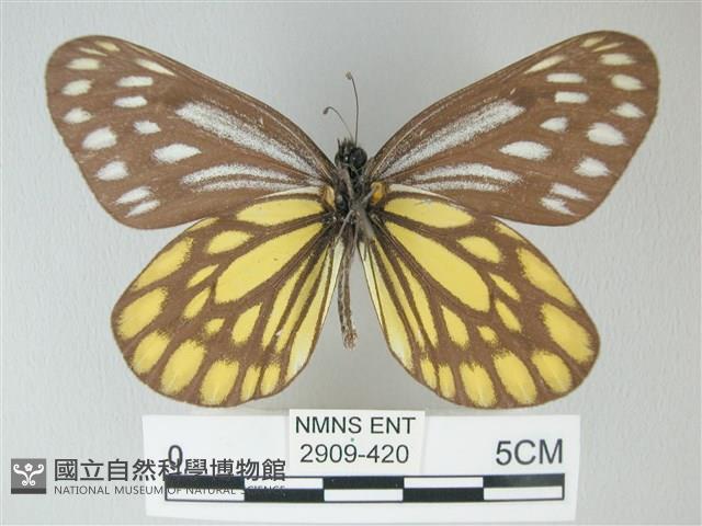 流星絹粉蝶藏品圖，第2張